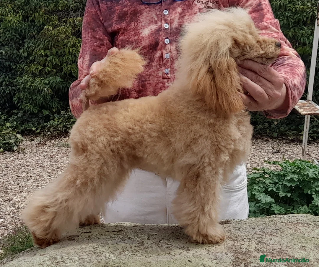 Imagen de galería {{count}}