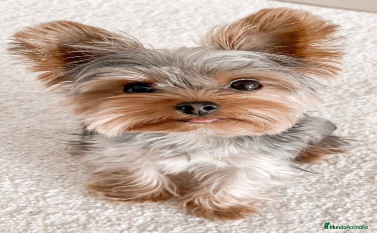Yorkshire Terrier perros - Anuncio 3