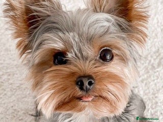 Yorkshire Terrier perros - Anuncio 4