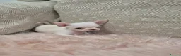 Chihuahua perros en venta: Chihuahuas - Anuncio 3