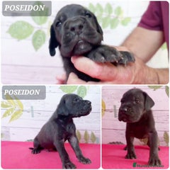 POSEIDON macho negro