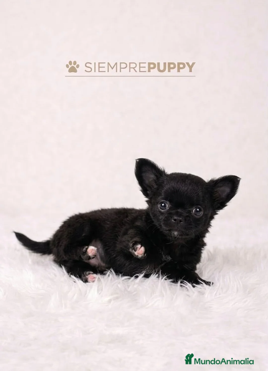 Chihuahua perros en venta: CHIHUAHUA PELO LARGO MINI TOY  NEGRO INTENSO - Anuncio 2