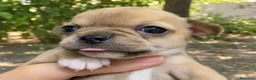 Chihuahua perros en venta: Chihuahas cabeza de manzana - Anuncio 14