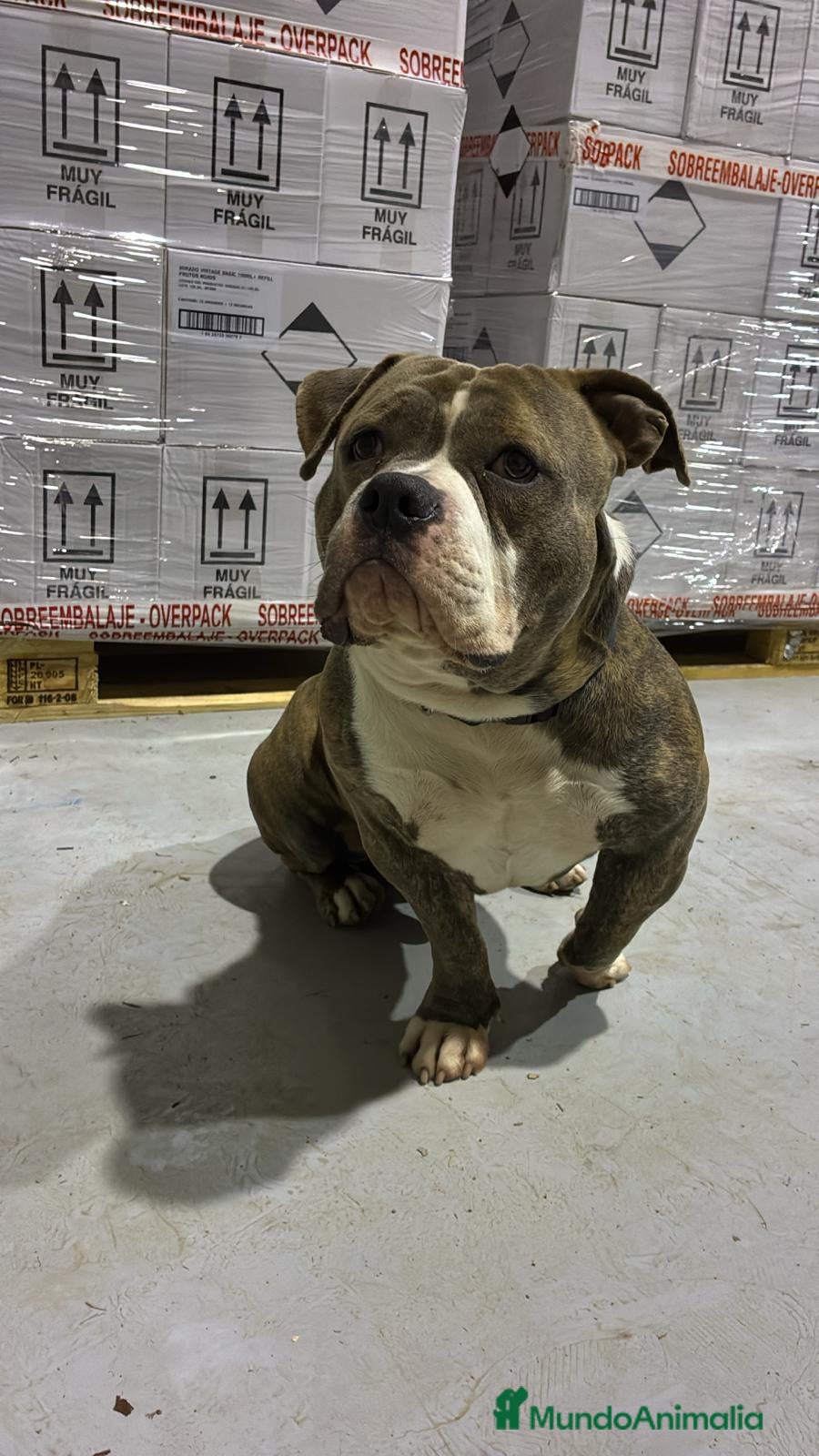 American Bully perros American Bully Pocket - Anuncio 1