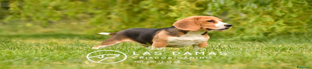 Beagle macho 1