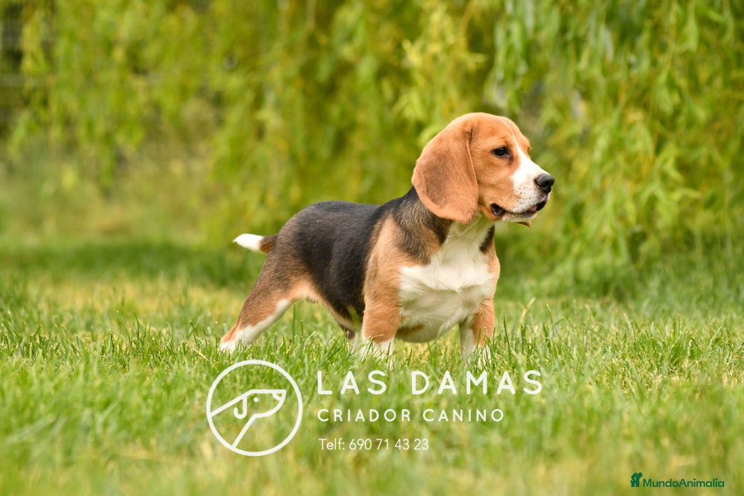 Beagle perros en venta: Beagle Disponible: Energía, Lealtad y Alegría 🎯 en Burgos - Imagen 2