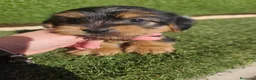 Yorkshire Terrier perros en venta: Cachorros Yorkshire terrier en Zaragoza - Anuncio 4