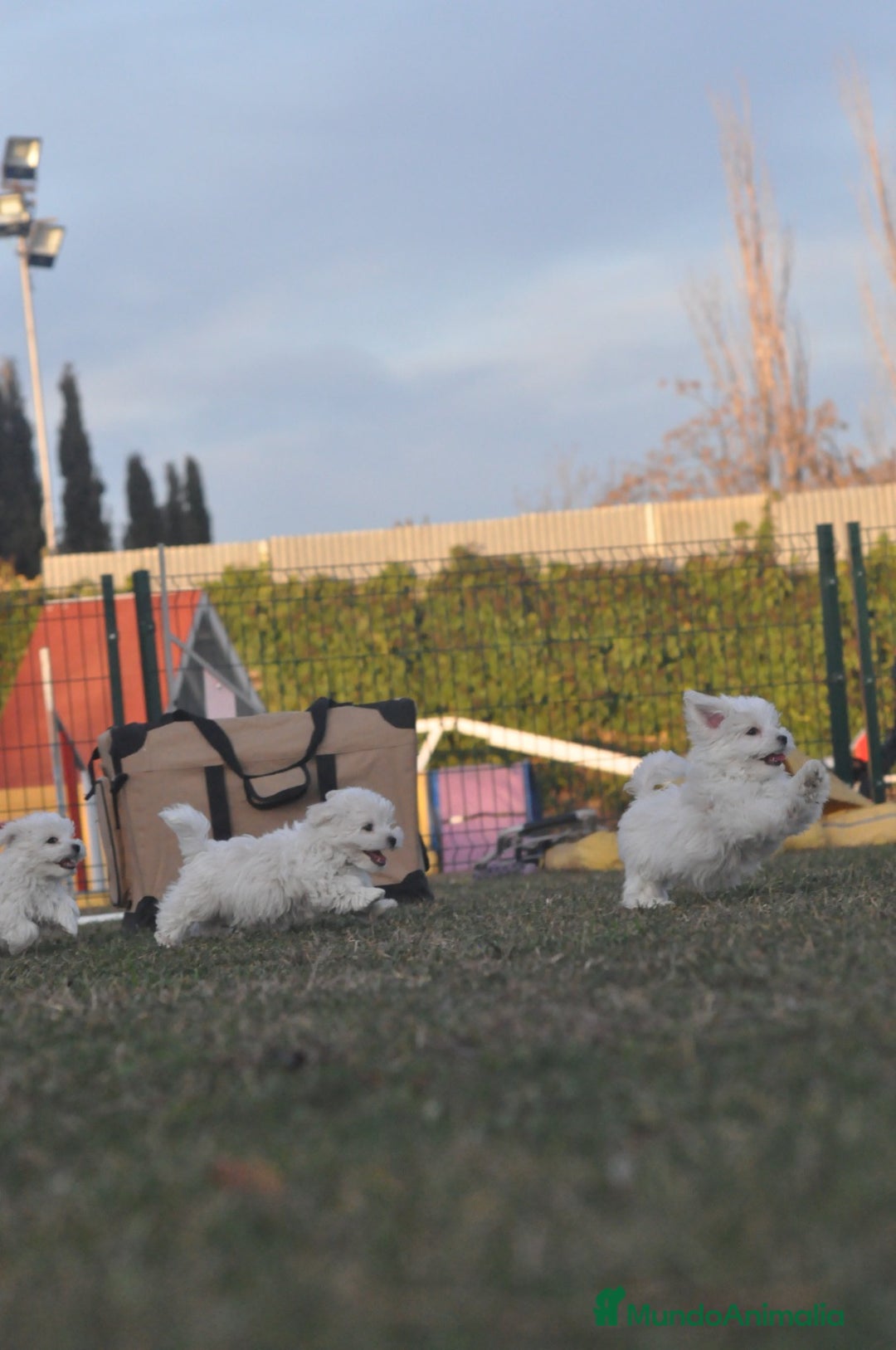 Bichón Maltés perros en venta: expectaculares cachorros - Anuncio 5