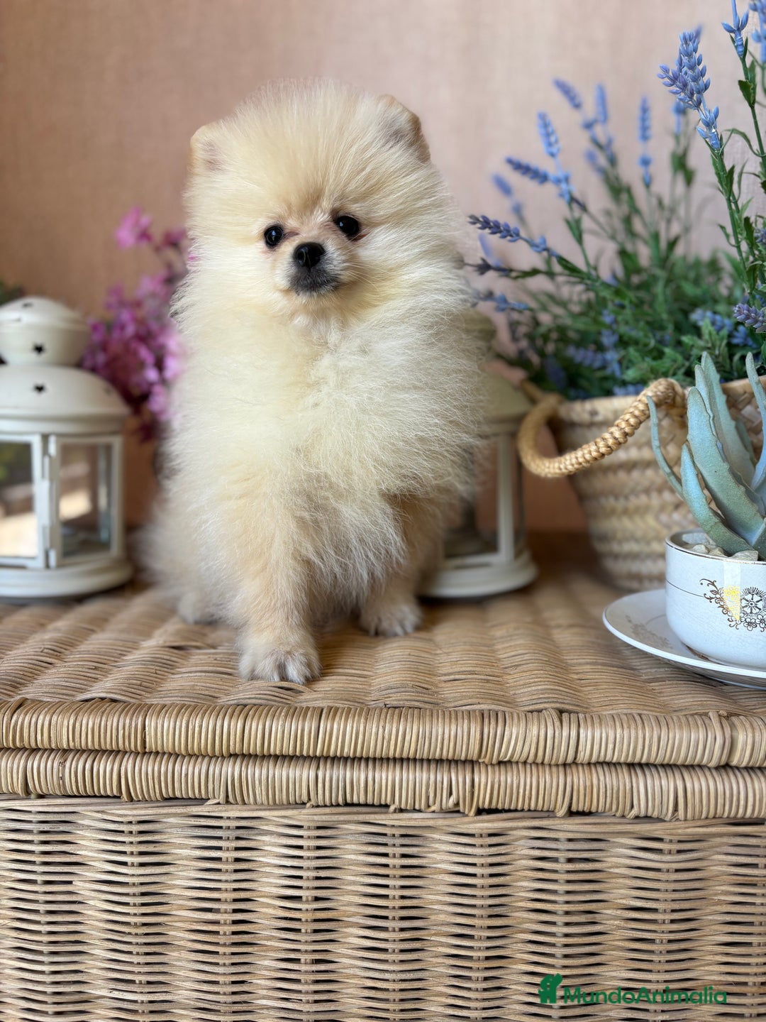 Pomerania perros en venta: Pomerania totalmente vacunado !!!! - Anuncio 7