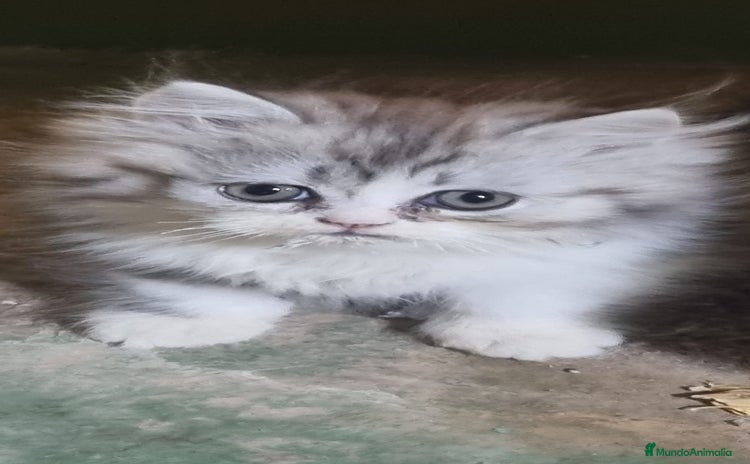Persa gatos - Anuncio 1