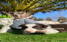 Border Collie perros en venta: BORDER COLLIE CHOCOLATE CACHORROS - Imagen 4