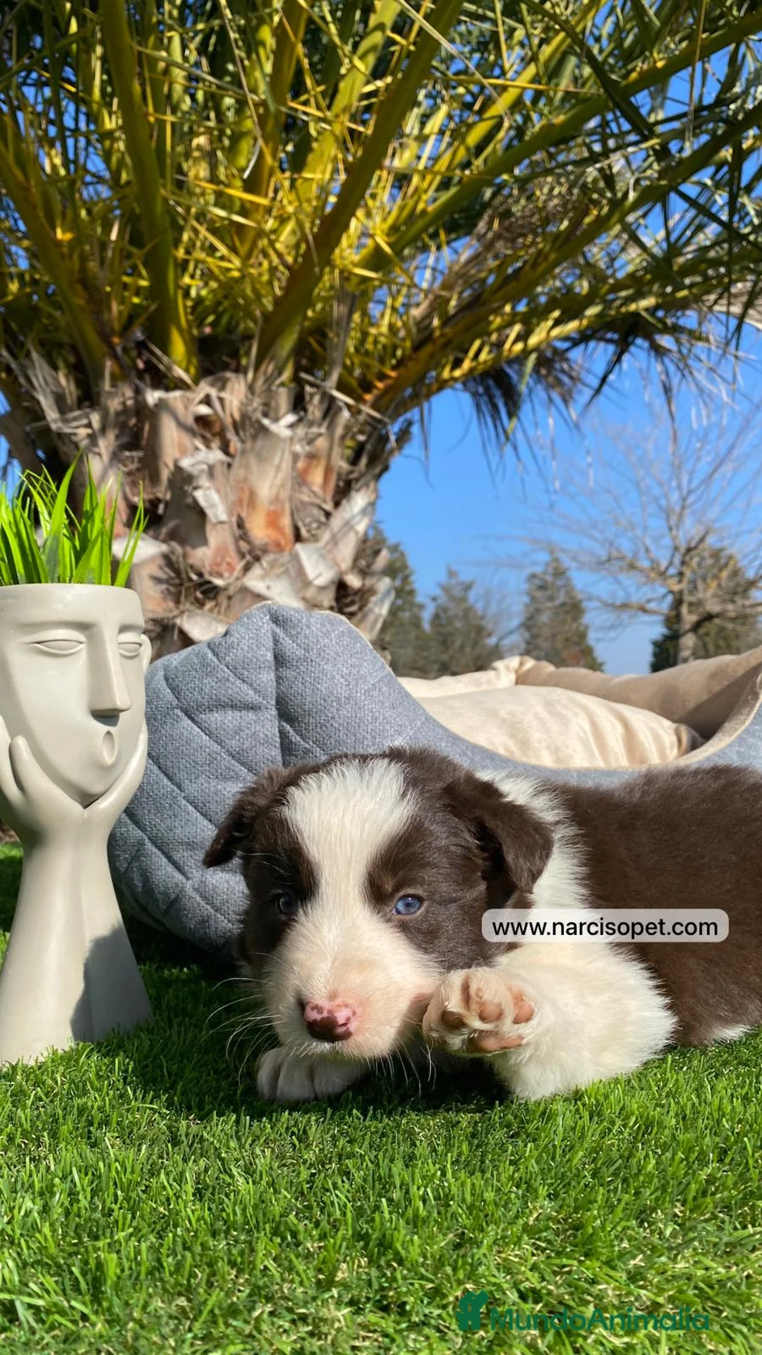 Border Collie perros en venta: BORDER COLLIE CHOCOLATE CACHORROS - Anuncio 4