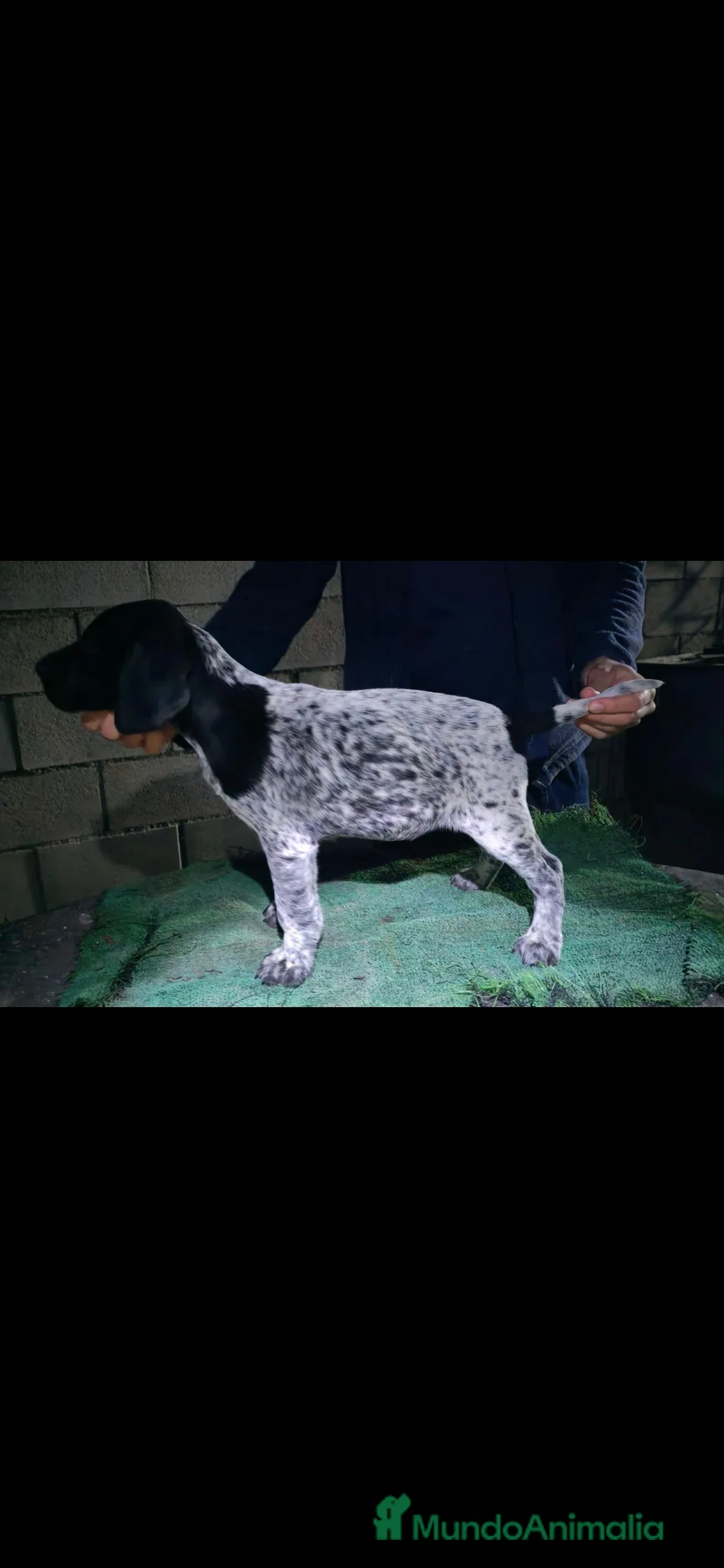 Braco Alemán de Pelo Corto perros en venta: Impresionante braco alemán  - Anuncio 1