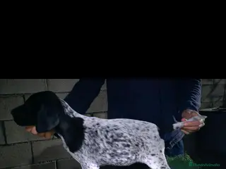 Braco Alemán de Pelo Corto perros Impresionante braco alemán - Anuncio 1