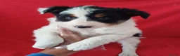 Border Collie perros en venta: Border Collie Blanco y Negro  - Anuncio 1