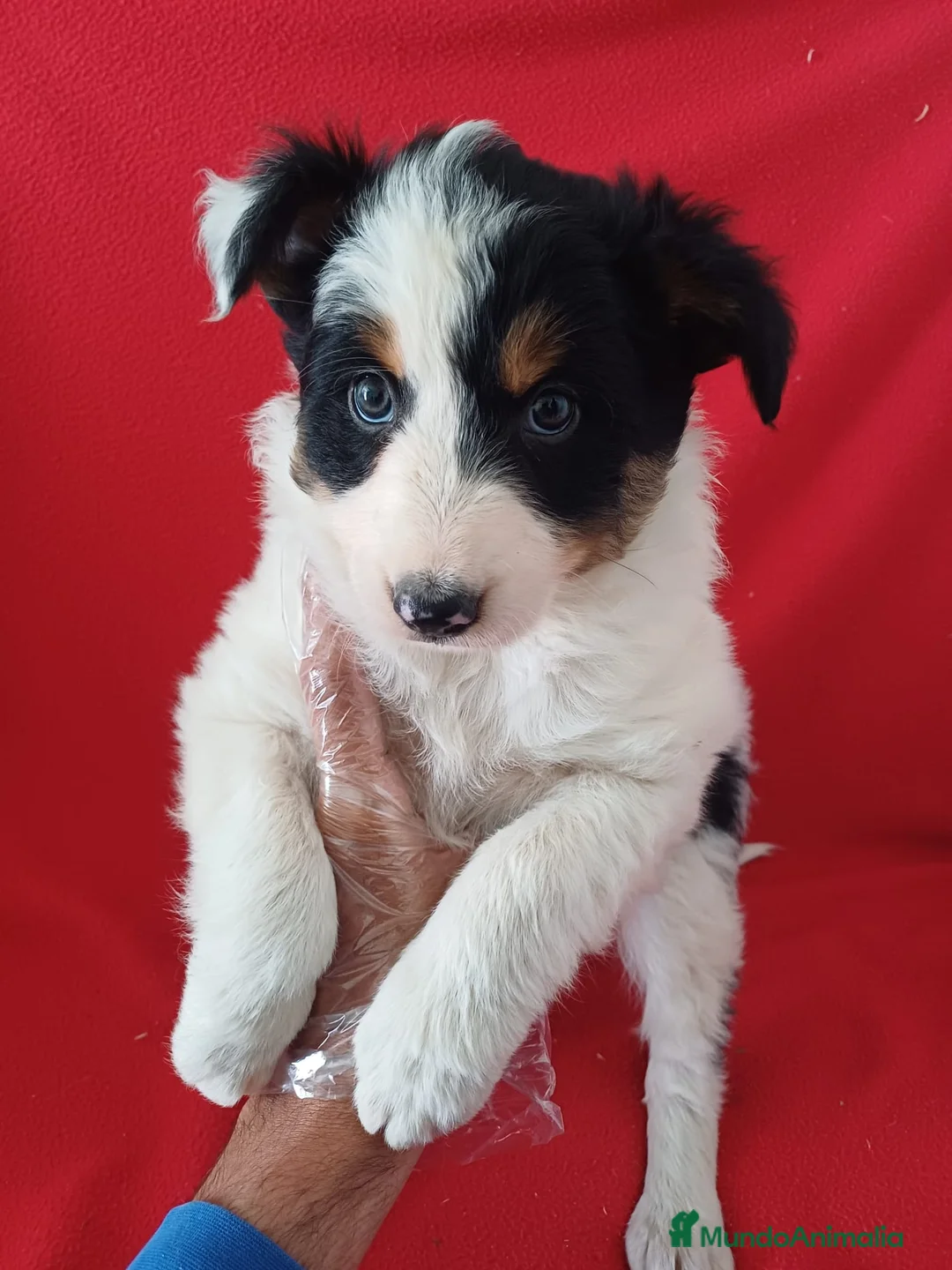 Border Collie perros en venta: Border Collie Blanco y Negro  - Anuncio 1