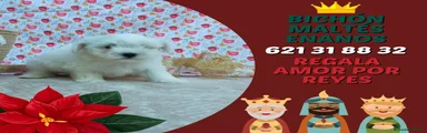Bichón Maltés Cachorro 8