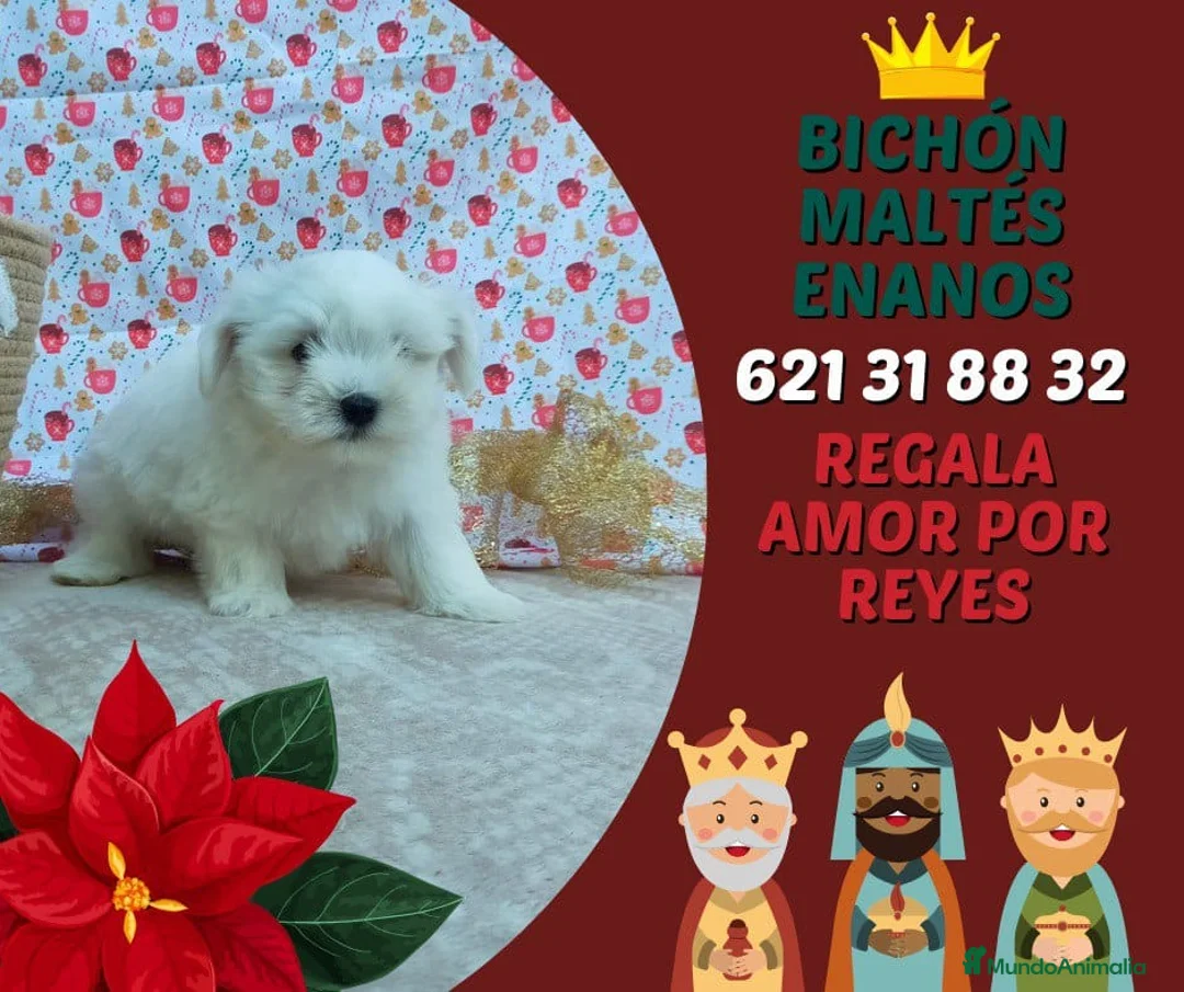 Bichón Maltés perros en venta: PRECIOSOS BICHON MALTES  LINEA TOY - Anuncio 21
