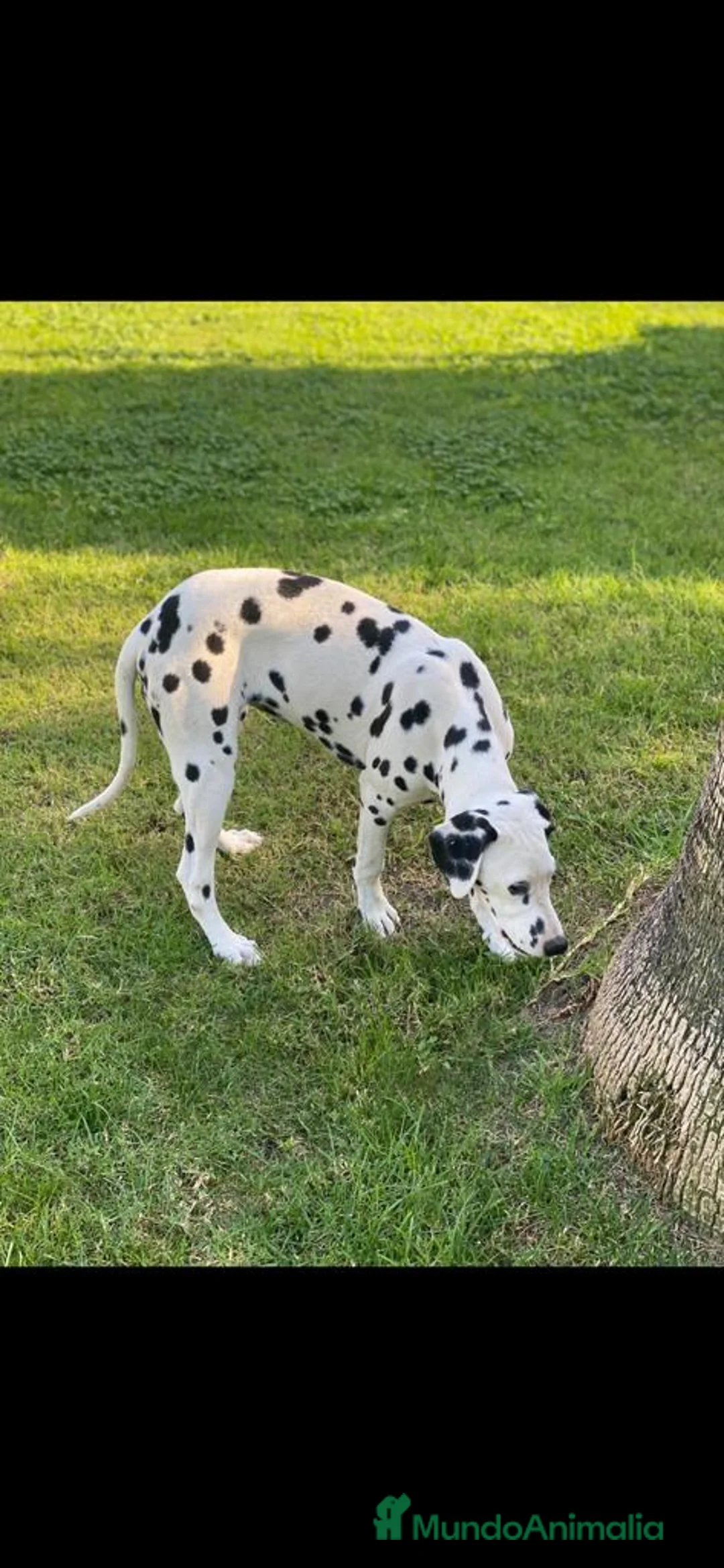 Imagen de galería {{count}}