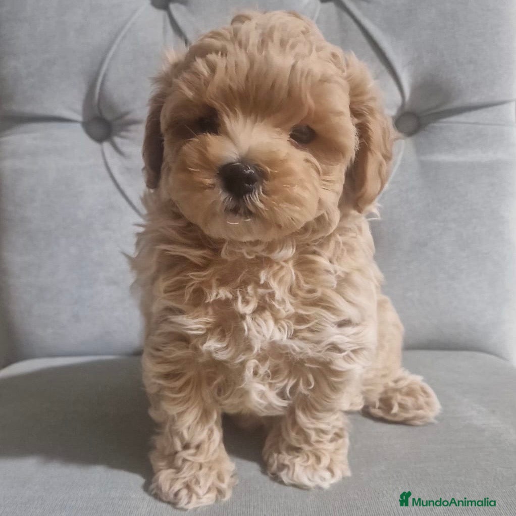 Maltipoo perros Maltipoo  - Anuncio 1