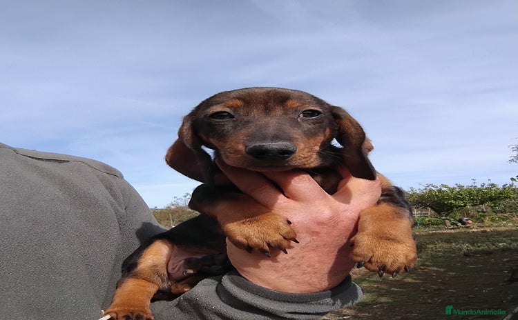 Teckel Miniatura perros - Anuncio 7