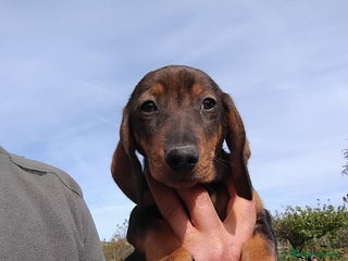 Teckel Miniatura perros - Anuncio 36