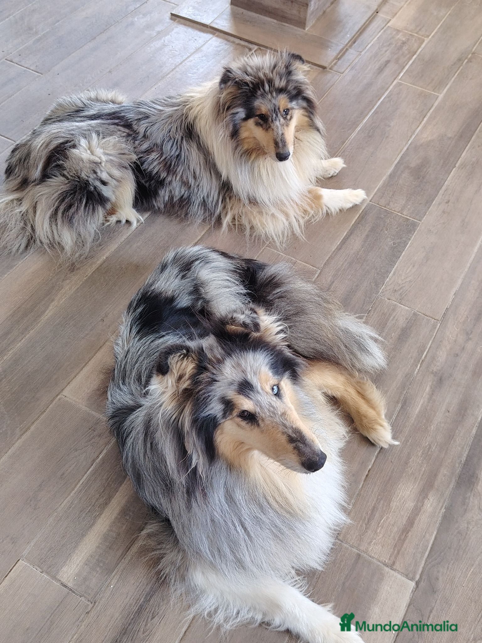 Collie de Pelo Largo perros Cachorros collie pelo largo/ rough collie - Anuncio 1