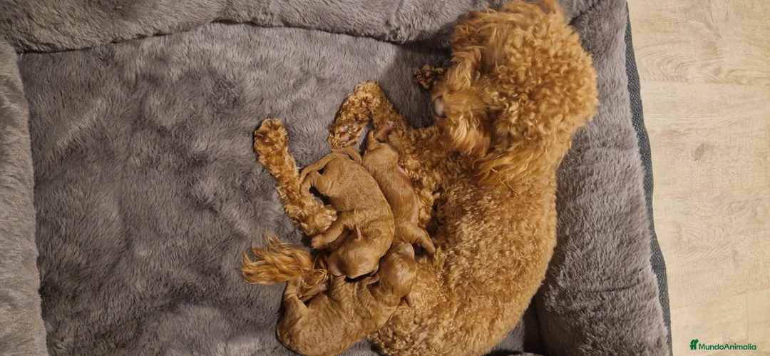 Caniche Toy perros en venta: Caniche toy rojo. - Anuncio 5