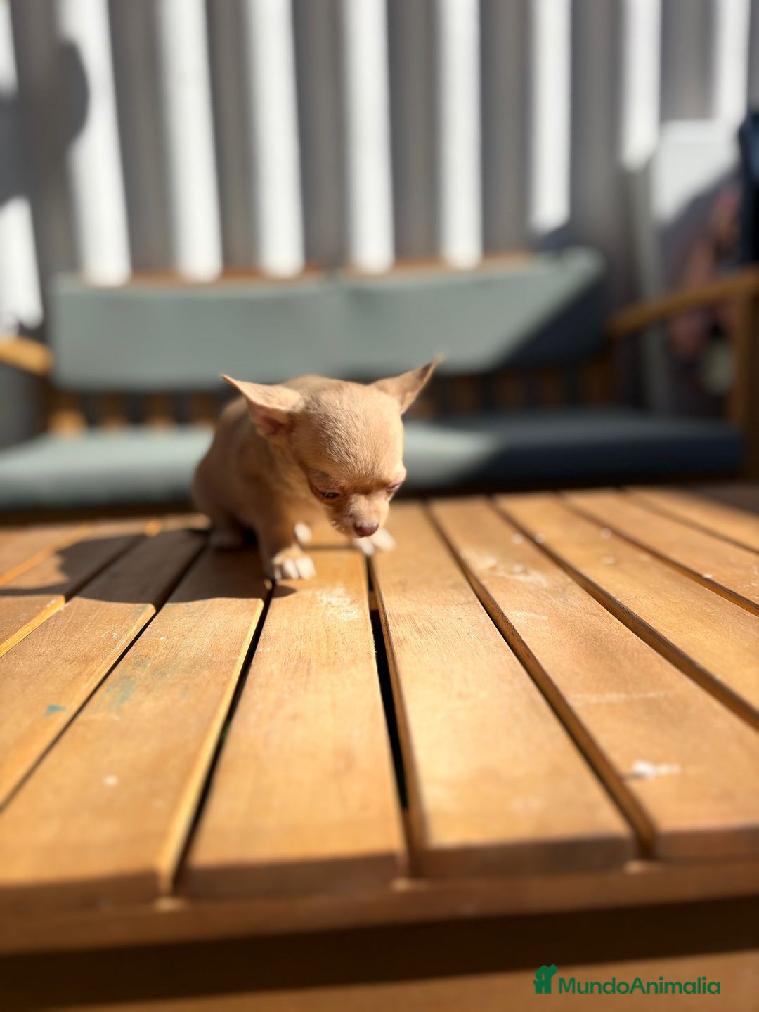 Chihuahua perros en venta: Chihuahua Toy Rusos - Imagen 12