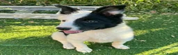 Border Collie perros en adopcion: Border collie - Anuncio 11