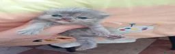 Persa gatos en venta: Gatitos persa y malayo - Anuncio 7