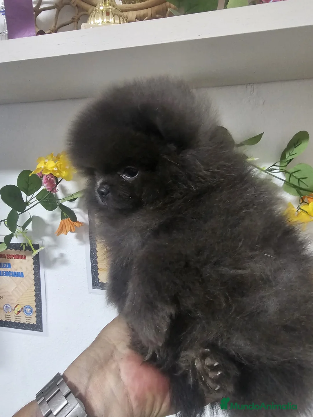 Pomerania perros en venta: EJEMPLARES DE POMERANIA LINIA RUSA  - Anuncio 5