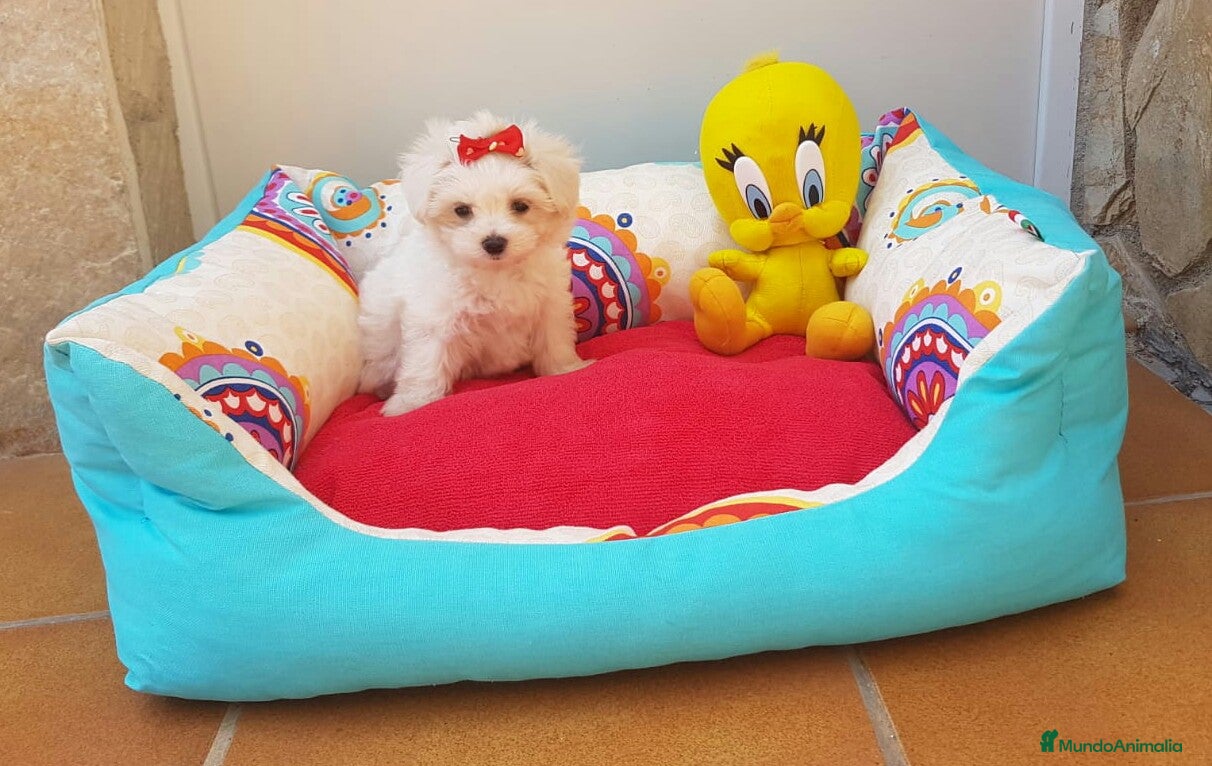 Bichón Maltés perros Bichón Maltés  en Barcelona - Anuncio 2