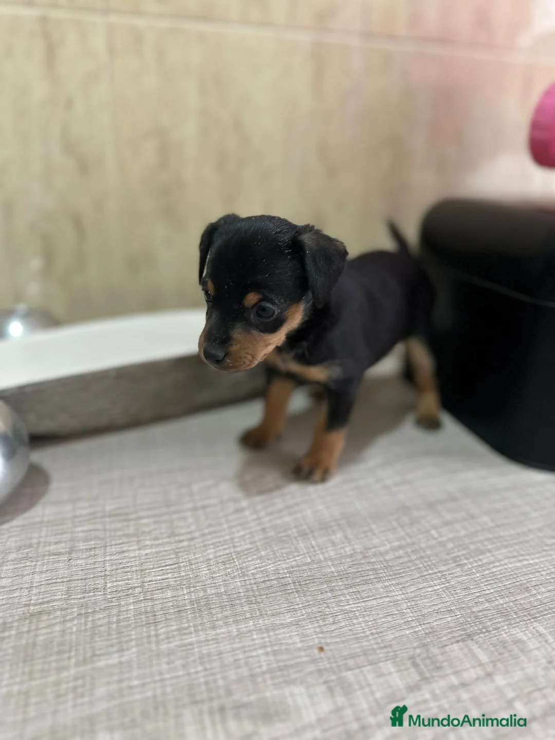 Pinscher Miniatura perros en venta: mini pincher  - Anuncio 1