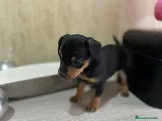 Pinscher Miniatura perros mini pincher - Anuncio 1
