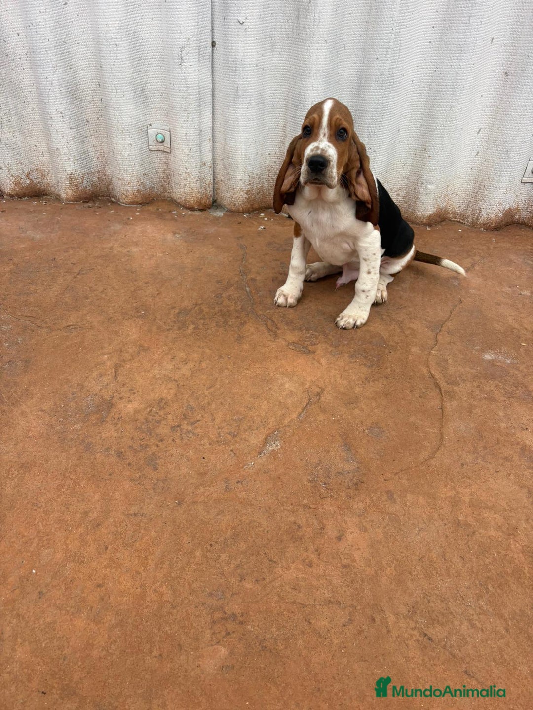 Basset Hound perros en venta: Basset hound último macho - Anuncio 2