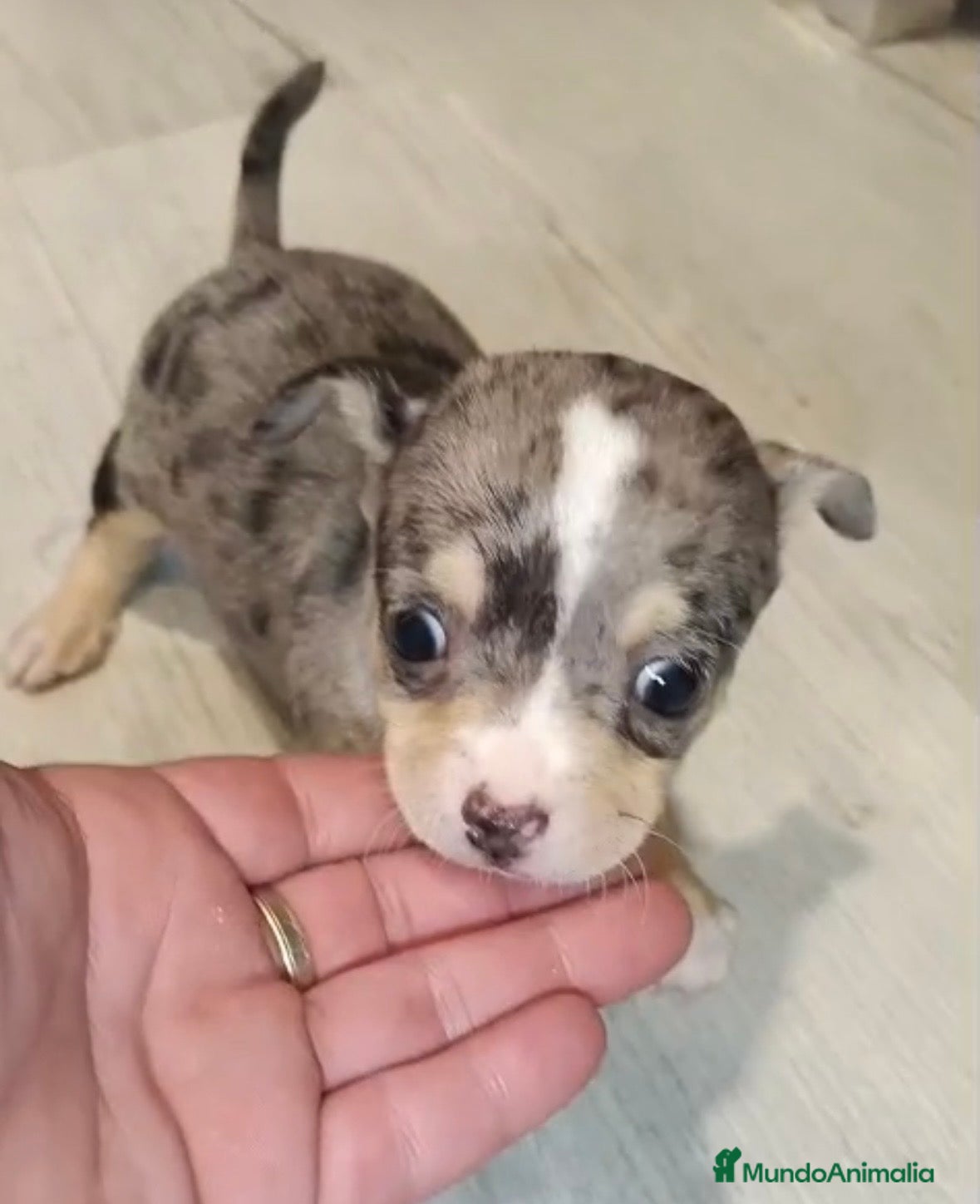 Chihuahua perros Chihuahua merle hembra🩷🐶🐾 - Anuncio 1