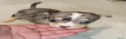 Chihuahua perros en venta: Chihuahua merle hembra🩷🐶🐾 - Anuncio 1