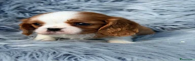 Cavalier King Charles Spaniel 2