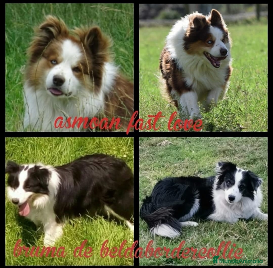Border Collie perros Cachorros border collie - Anuncio 1