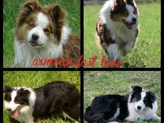 Border Collie perros Cachorros border collie - Anuncio 1
