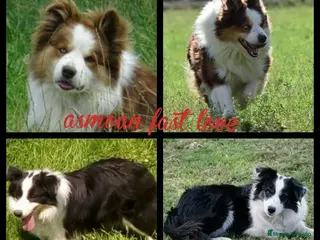 Border Collie perros Cachorros border collie - Anuncio 6