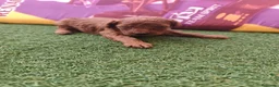 Caniche Toy perros en venta: Macho diaponible rojo en Madrid - Anuncio 7