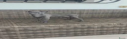 Pequeño Lebrel Italiano perros en venta: Pequeño Lebrel Italiano Finca Paunais  - Anuncio 3