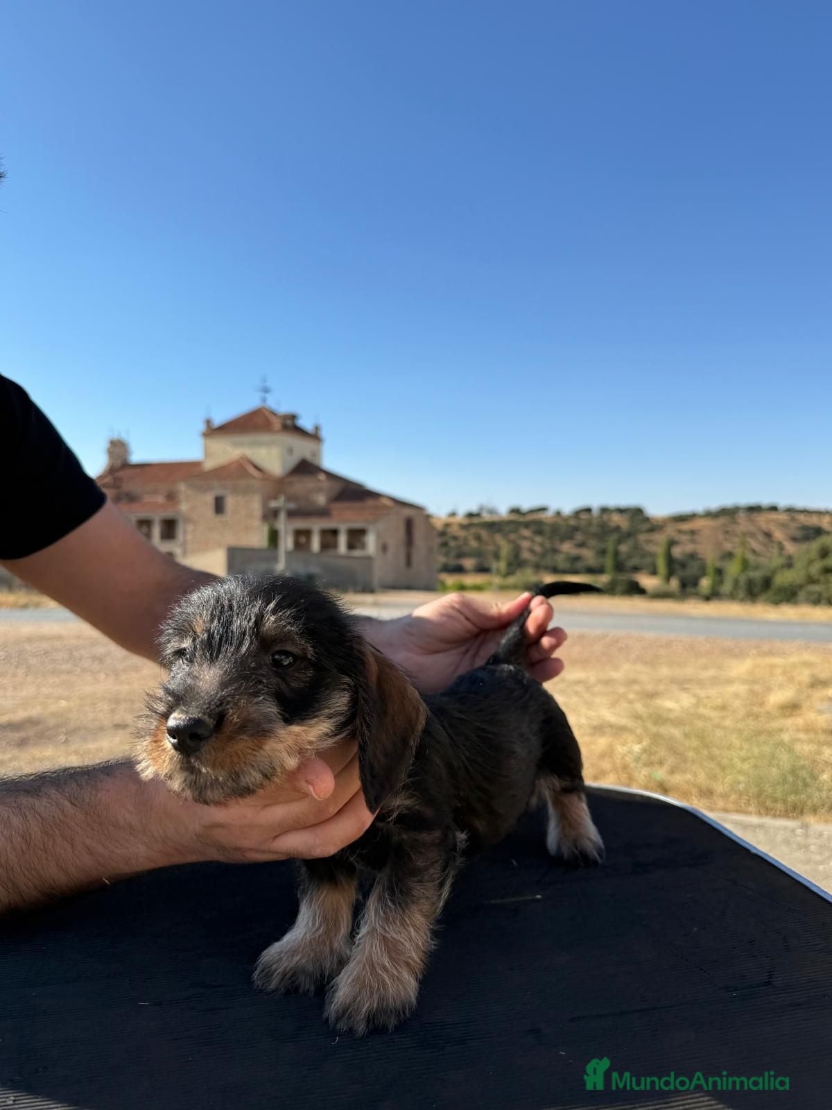 Teckel perros Teckel de pelo duro  - Anuncio 1