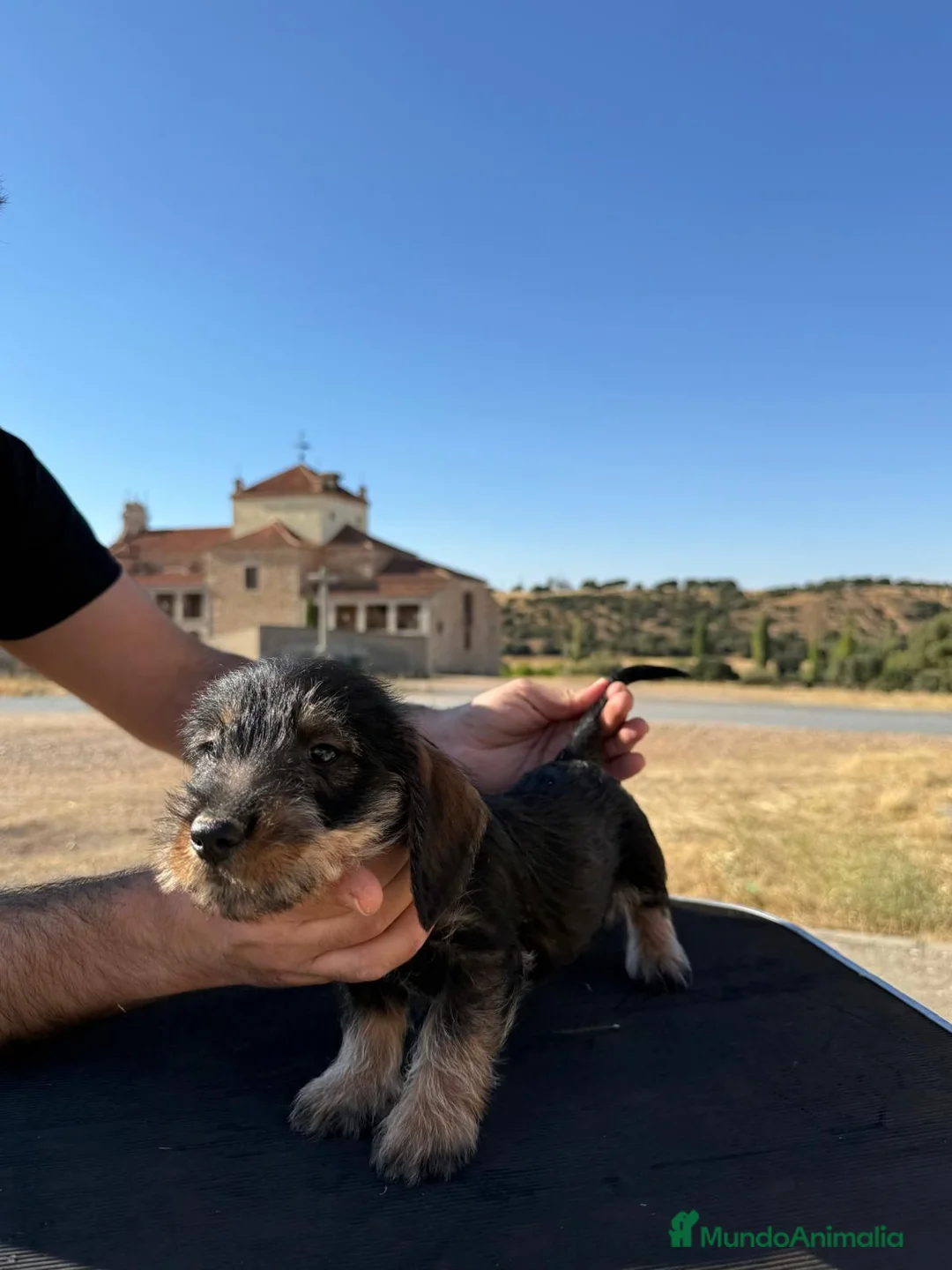 Teckel perros en venta: Teckel de pelo duro  - Anuncio 1