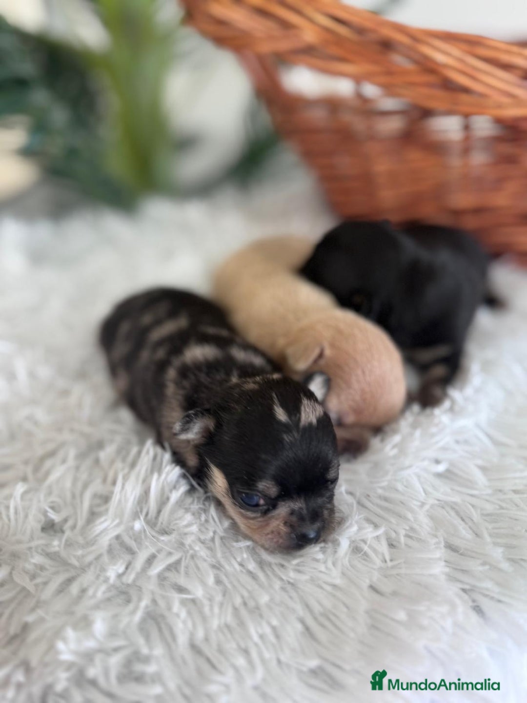 Chihuahua perros en venta: CHIHUAHUA - Imagen 2