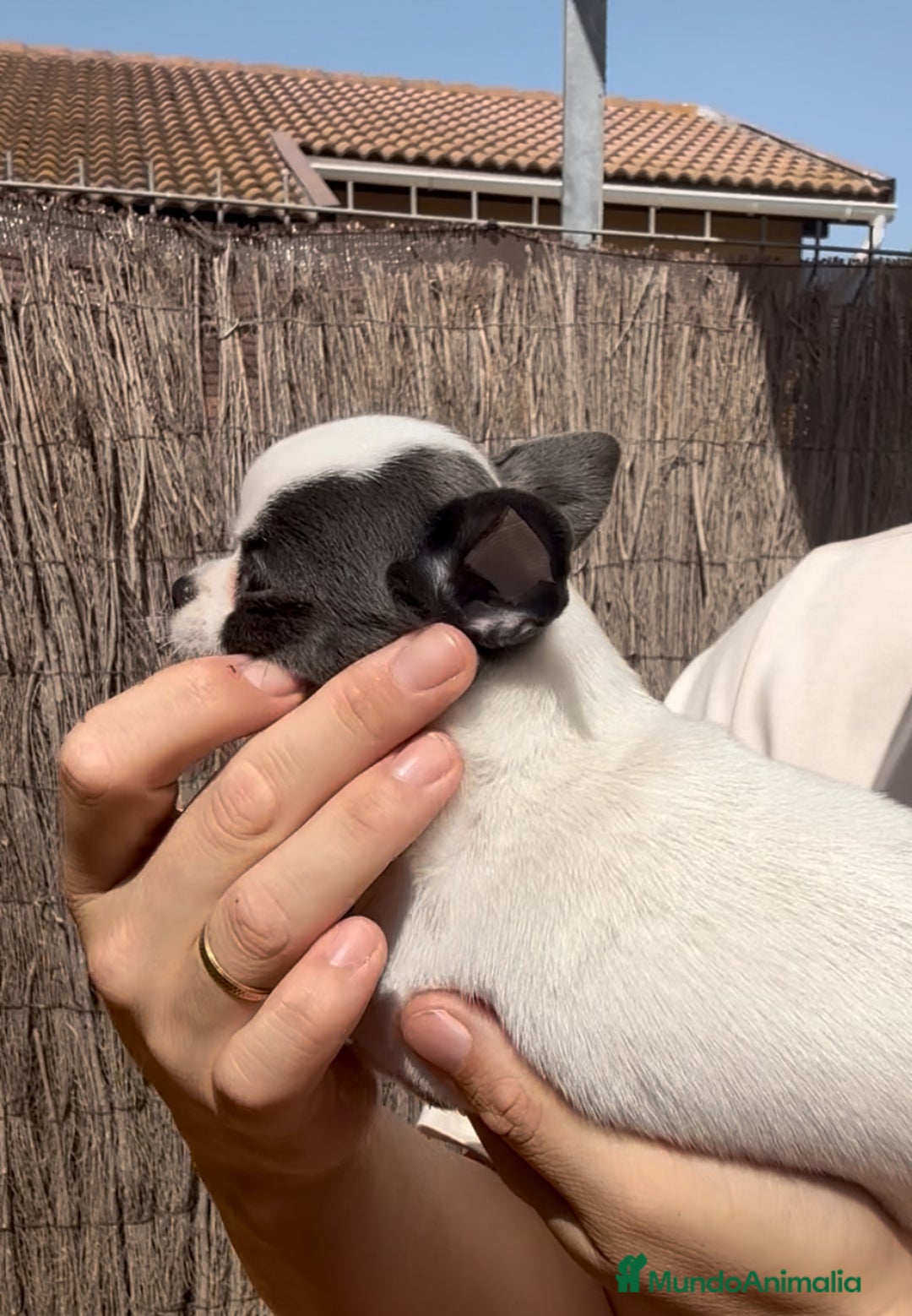 Chihuahua perros en venta: Chihuahua hembra bicolor Blue  en Málaga - Imagen 3