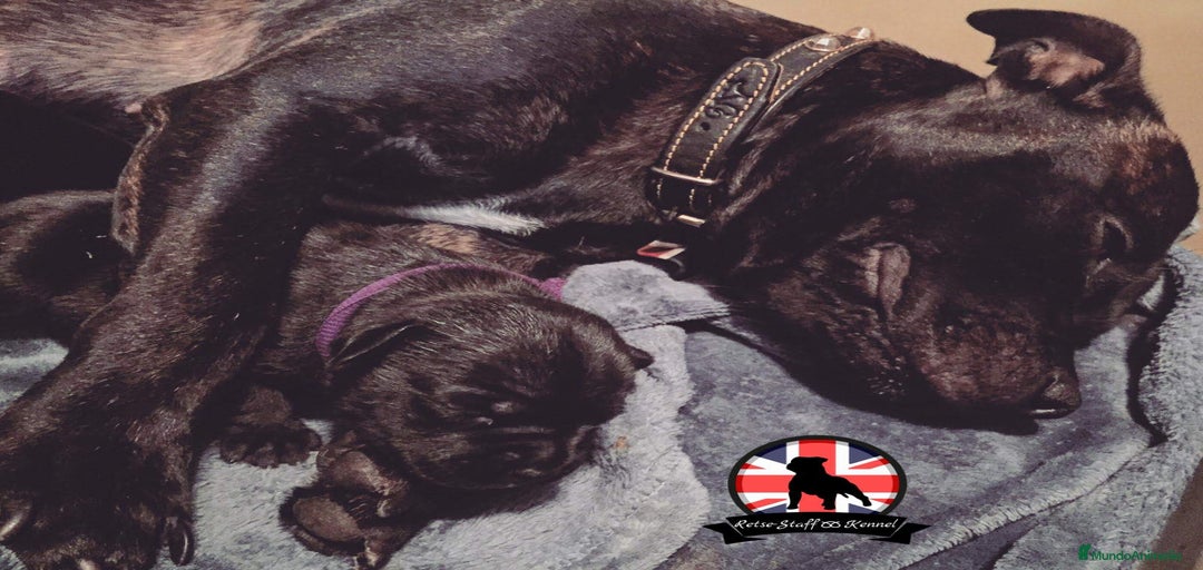 Imagen de galería {{count}}