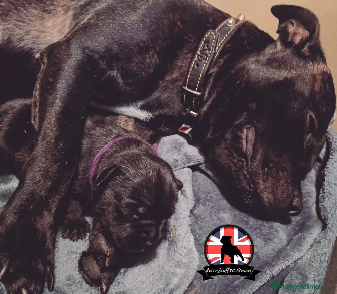 Imagen de galería {{count}}